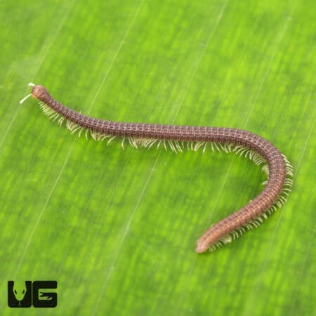 Dwarf Worm Millipede For Sale - Underground Reptiles