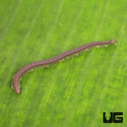 Dwarf Worm Millipede For Sale - Underground Reptiles