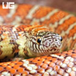 Baby Brooks Kingsnake For Sale - Underground Reptiles