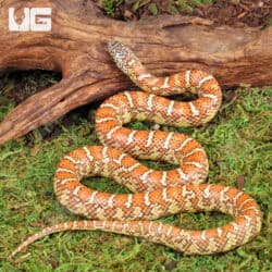 Baby Brooks Kingsnake For Sale - Underground Reptiles