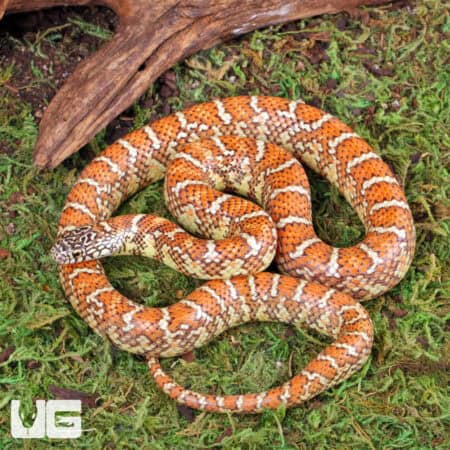 Baby Brooks Kingsnake For Sale - Underground Reptiles