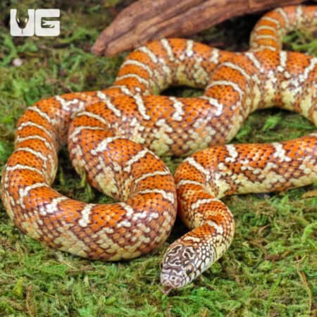Baby Brooks Kingsnake For Sale - Underground Reptiles