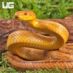 Yearling Yellow Ratsnakes for sale - Underground Reptiles