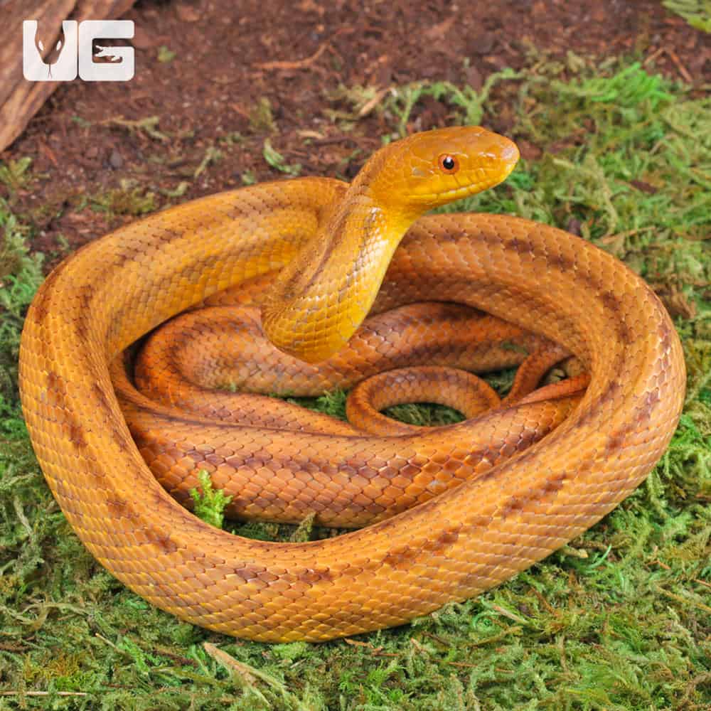 Yearling Yellow Ratsnakes for sale - Underground Reptiles