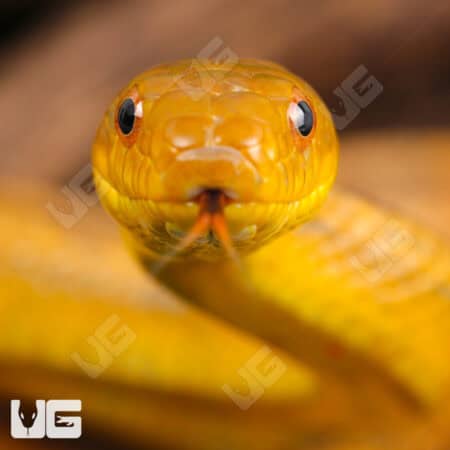 Yearling Yellow Ratsnakes for sale - Underground Reptiles
