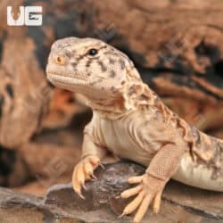 Baby Microlepis Uromastyx for sale - Underground Reptiles