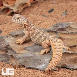 Baby Microlepis Uromastyx for sale - Underground Reptiles