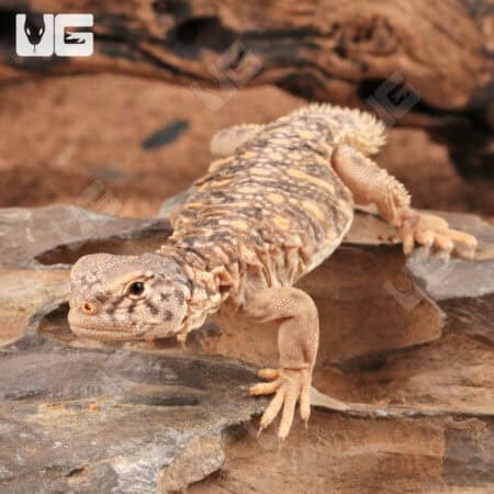 Baby Microlepis Uromastyx for sale - Underground Reptiles