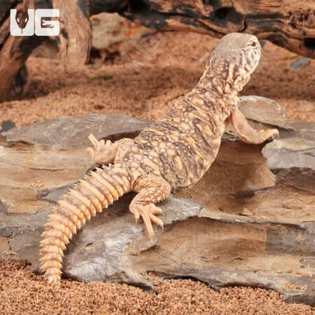 Baby Microlepis Uromastyx for sale - Underground Reptiles