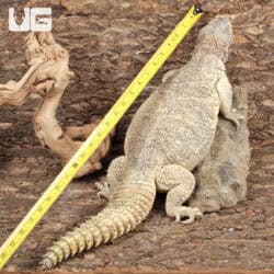 Adult Microlepis Uromastyx for sale - Underground Reptiles