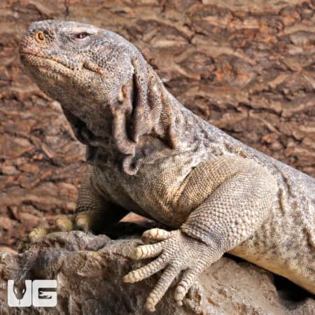 Adult Microlepis Uromastyx for sale - Underground Reptiles