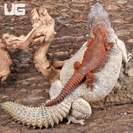 Adult Microlepis Uromastyx for sale - Underground Reptiles