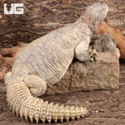 Adult Microlepis Uromastyx for sale - Underground Reptiles