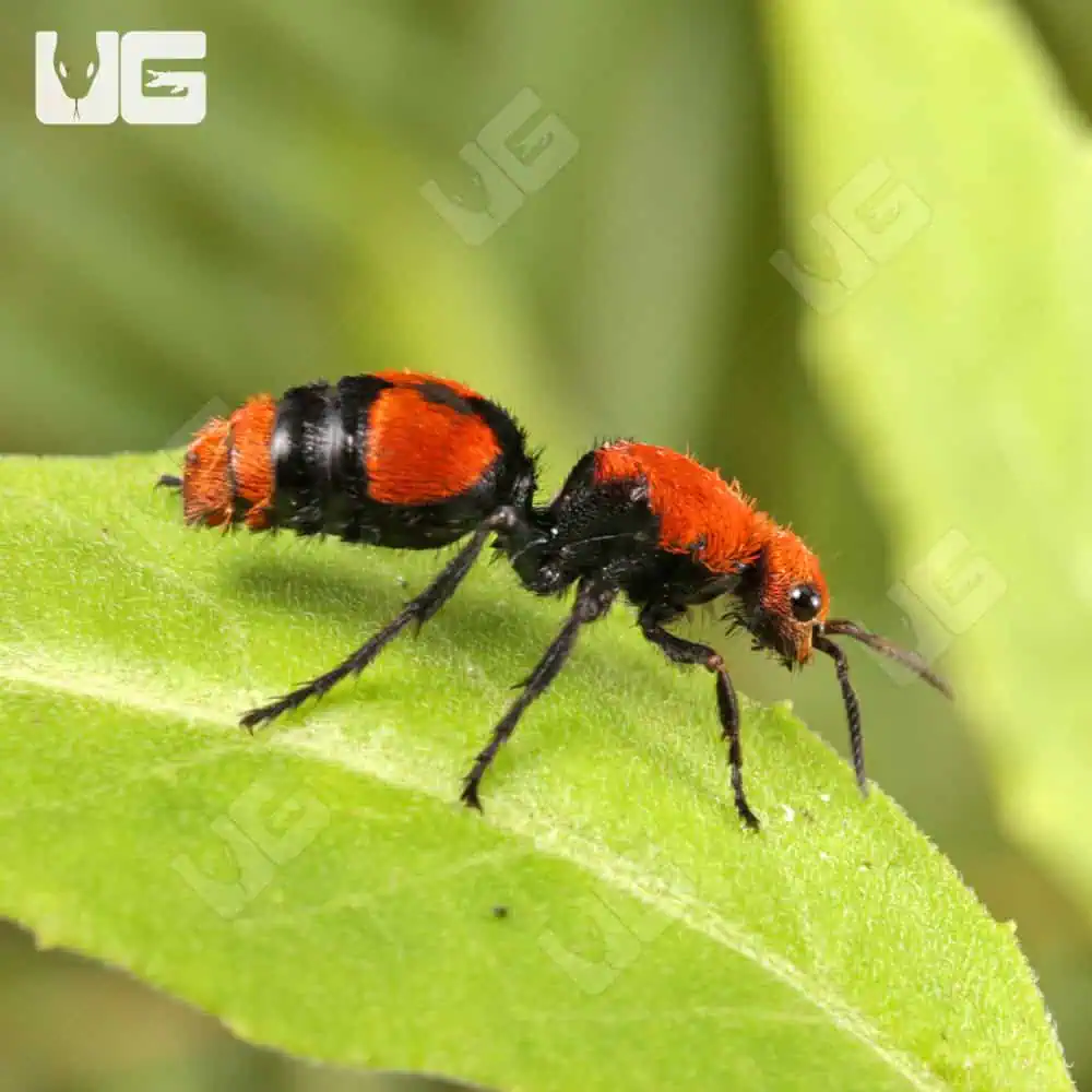 Velvet Ant (Dasymutilla vestita) For Sale - Underground Reptiles