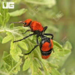 Velvet Ant (Dasymutilla vestita) For Sale - Underground Reptiles