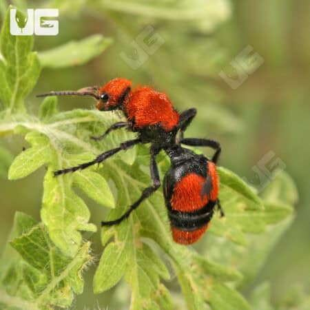 Velvet Ant (Dasymutilla vestita) For Sale - Underground Reptiles