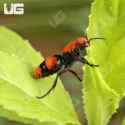 Velvet Ant (Dasymutilla vestita) For Sale - Underground Reptiles