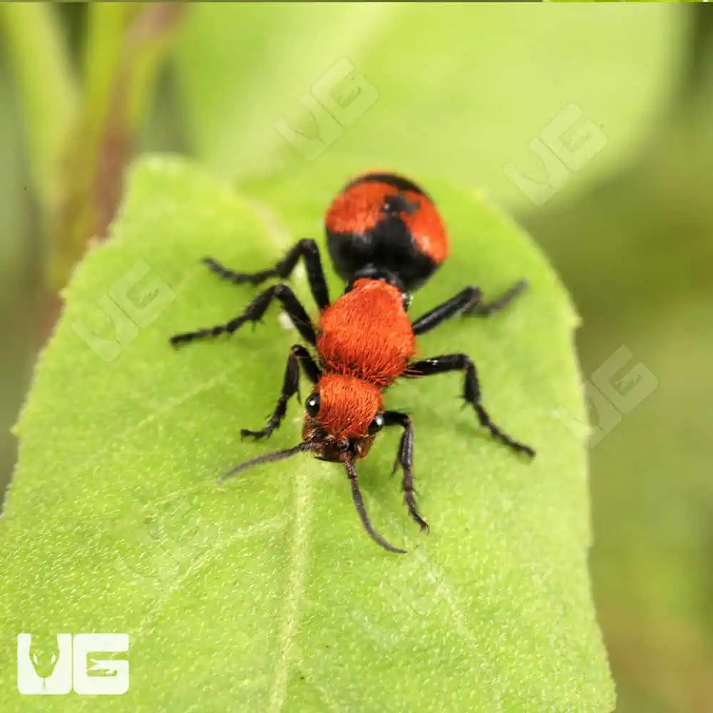 Velvet Ant (Dasymutilla vestita) For Sale - Underground Reptiles