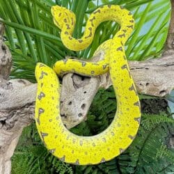 Yearling Manokwari Green Tree Pythons For Sale - Underground Reptiles