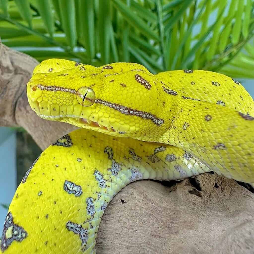 Green Tree Pythons For Sale - Underground Reptiles