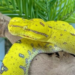 Yearling Manokwari Green Tree Pythons For Sale - Underground Reptiles