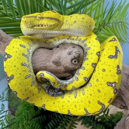 Yearling Manokwari Green Tree Pythons For Sale - Underground Reptiles