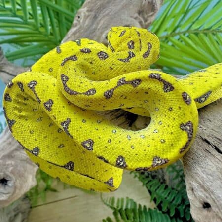 Yearling Manokwari Green Tree Pythons For Sale - Underground Reptiles