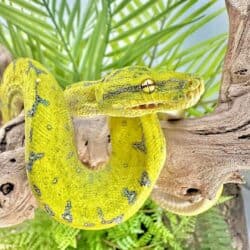 Yearling Manokwari Green Tree Pythons For Sale - Underground Reptiles