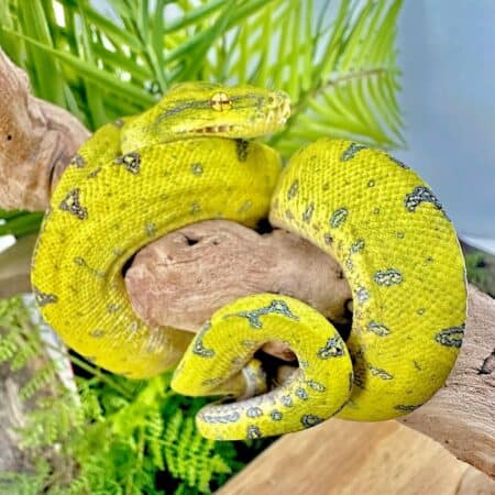 Yearling Manokwari Green Tree Pythons For Sale - Underground Reptiles