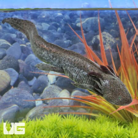 GFP Copper Axolotls For Sale - Underground Reptiles