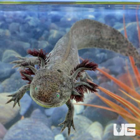 GFP Copper Axolotls For Sale - Underground Reptiles