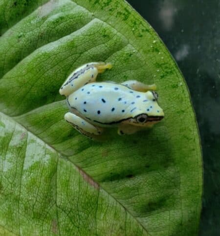 Blue Back Reed Frog on green leaf.