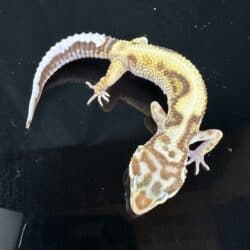 Leopard Gecko Mystery Box For Sale - Underground Reptiles