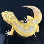 Leopard Gecko Mystery Box For Sale - Underground Reptiles