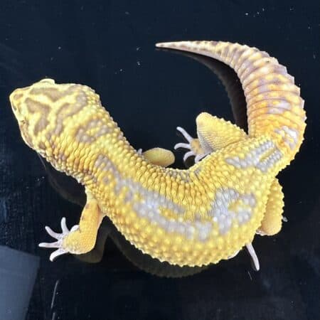 Leopard Gecko Mystery Box For Sale - Underground Reptiles