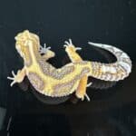 Leopard Gecko Mystery Box For Sale - Underground Reptiles