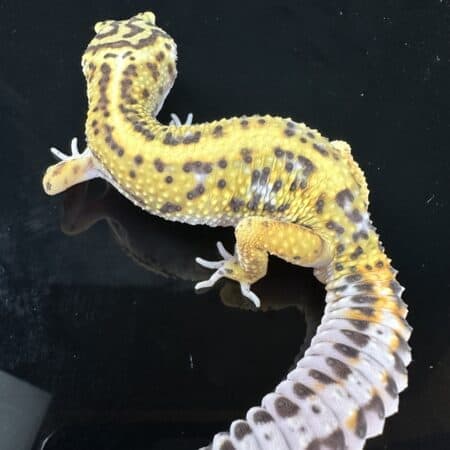 Leopard Gecko Mystery Box For Sale - Underground Reptiles