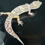 Leopard Gecko Mystery Box For Sale - Underground Reptiles