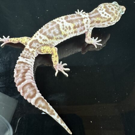 Leopard Gecko Mystery Box For Sale - Underground Reptiles