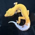 Leopard Gecko Mystery Box For Sale - Underground Reptiles