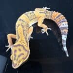 Leopard Gecko Mystery Box For Sale - Underground Reptiles