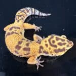 Leopard Gecko Mystery Box For Sale - Underground Reptiles