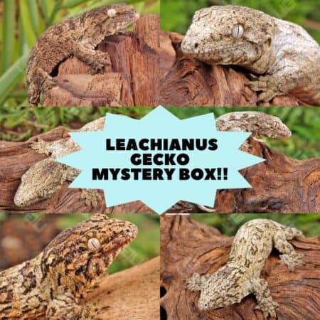 Leachianus Gecko in mystery box, baby reptile, exotic pet, terrarium, rare gecko.