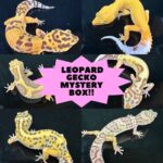 Leopard gecko mystery box featuring juvenile and adult mixed morphs for reptile enthusiasts.