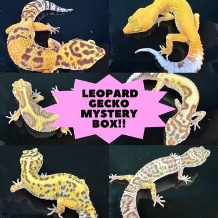 Leopard gecko mystery box featuring juvenile and adult mixed morphs for reptile enthusiasts.