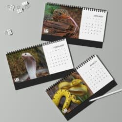 2025 Animal Photo Desk Calendar - Underground Reptiles