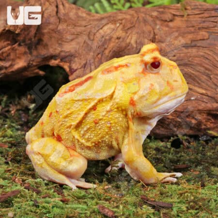 Adult Albino Pacman Frogs For Sale - Underground Reptiles