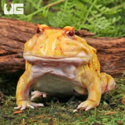 Adult Albino Pacman Frogs For Sale - Underground Reptiles