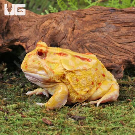 Adult Albino Pacman Frogs For Sale - Underground Reptiles