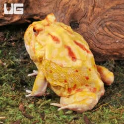 Adult Albino Pacman Frogs For Sale - Underground Reptiles